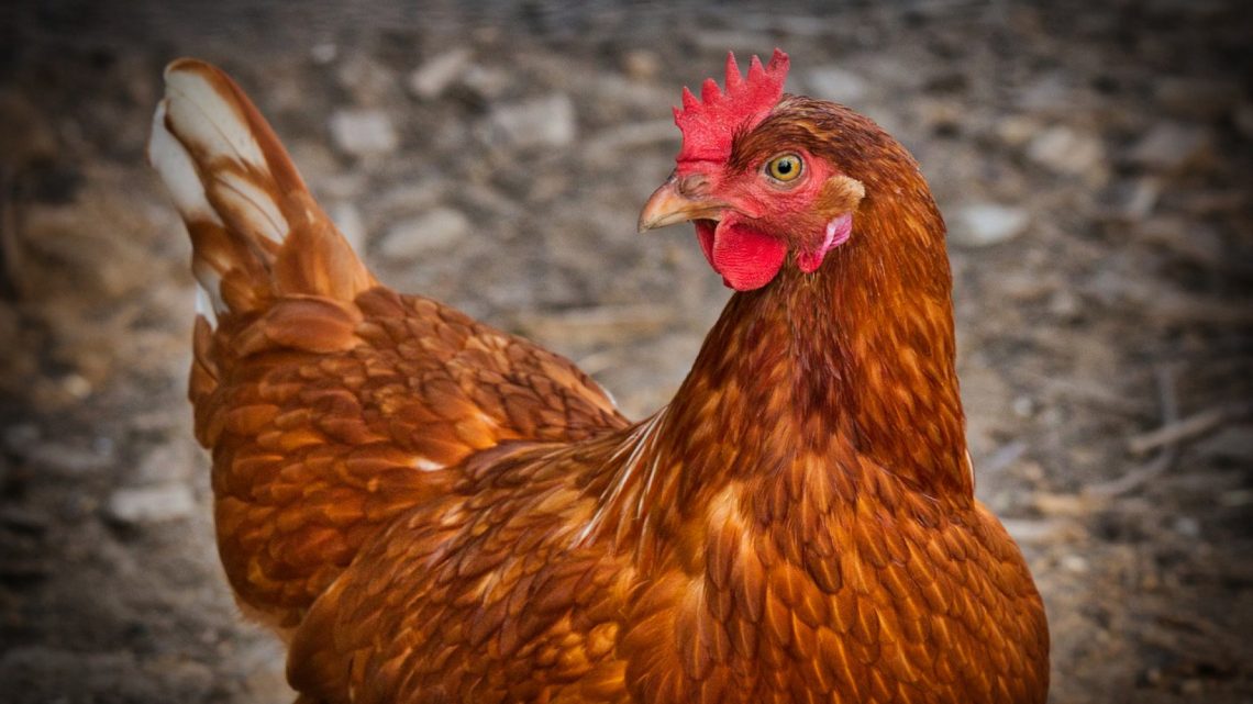 Basse-cour d’agrément : la poule aux oeufs d’or des animaleries ?