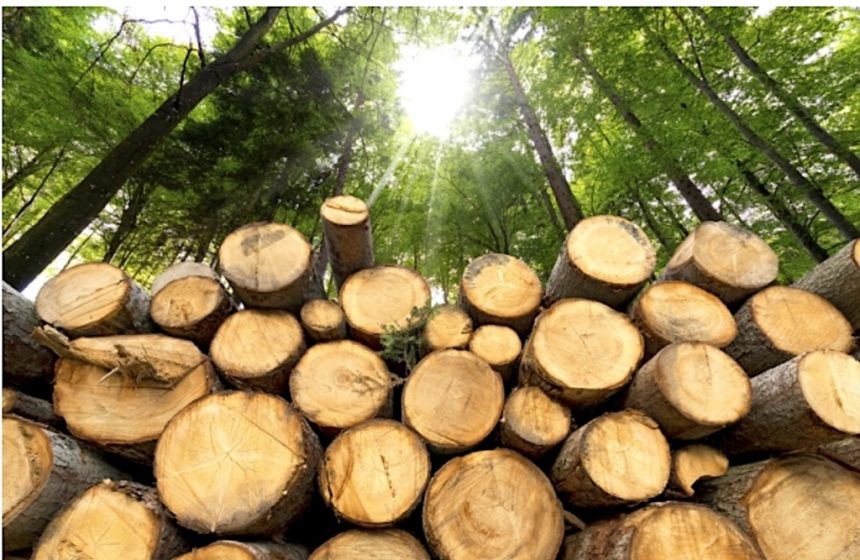 Le bois de chauffage écologique à Uzès : une source d’énergie renouvelable et locale