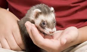 Tout savoir sur les soins du furet