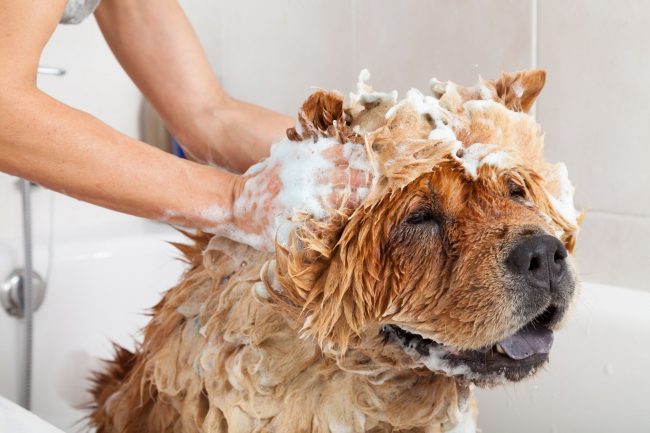 Shampoing pour chien : comment le choisir ?